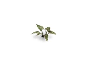 Laser Cut Plants - Lords-and-Ladies - Gamers Grass