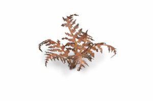 Laser Cut Plants - Dry Bracken - Gamers Grass