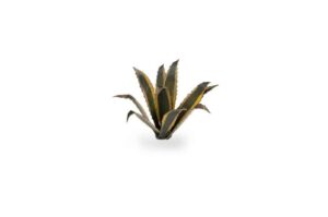 Laser Cut Plants - Agave - Gamers Grass