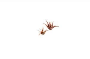 Laser Cut Plants - Red Aloe - Gamers Grass