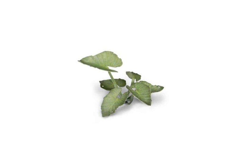 Laser Cut Plants - Elephant Ear - Gamers Grass