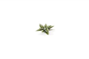 Laser Cut Plants - Plantain Lily - Gamers Grass