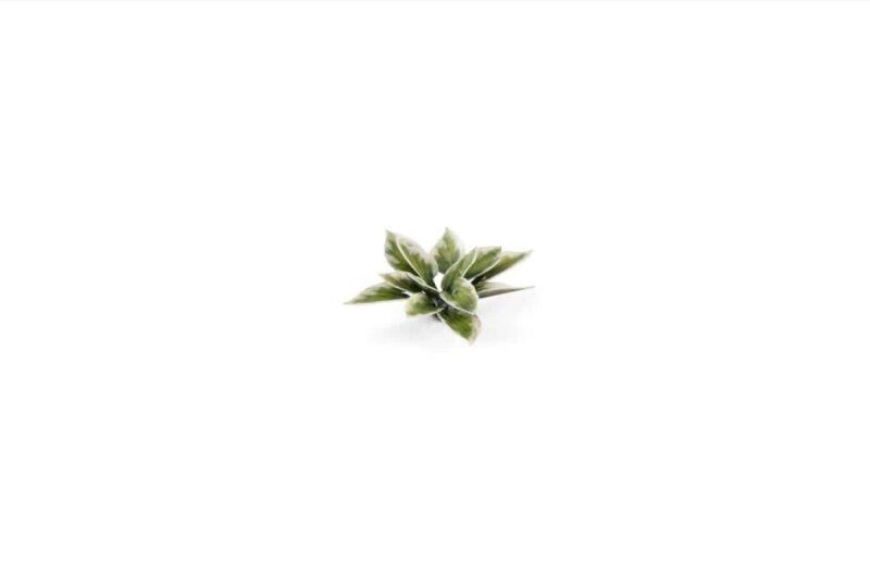 Laser Cut Plants - Plantain Lily - Gamers Grass