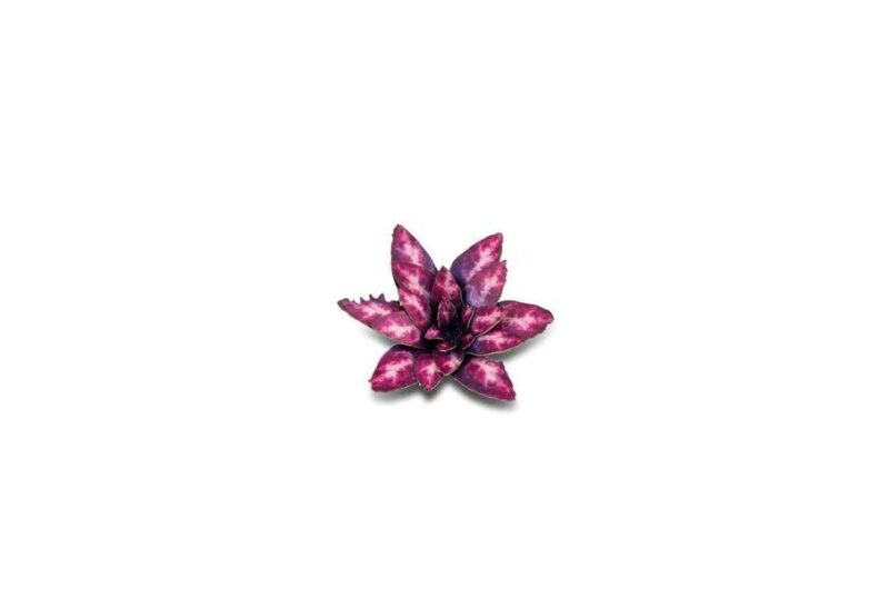 Laser Cut Plants - Alien Rosette - Gamers Grass