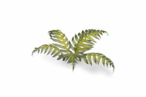 Laser Cut Plants - Bracken - Gamers Grass