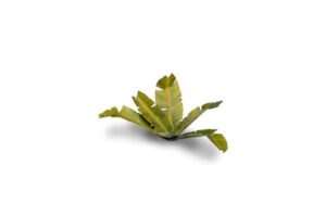 Laser Cut Plants - Banana Tree - Gamers Grass