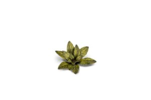 Laser Cut Plants - Dumb Cane - Gamers Grass